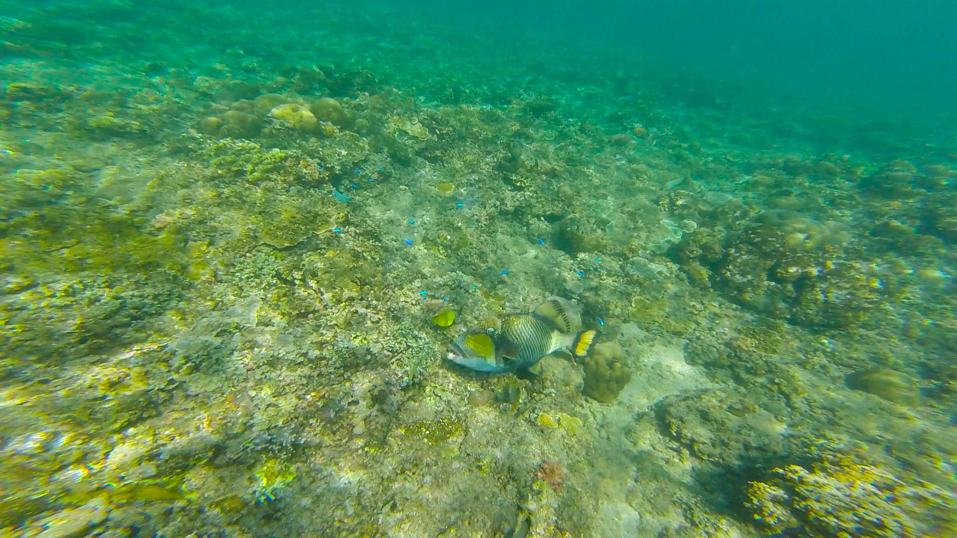 My First Time Snorkeling