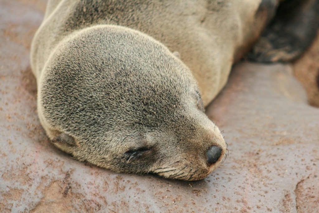 Swakopmund, Namibia: Where Desert Meets the Sea - The Tumbling Nomads