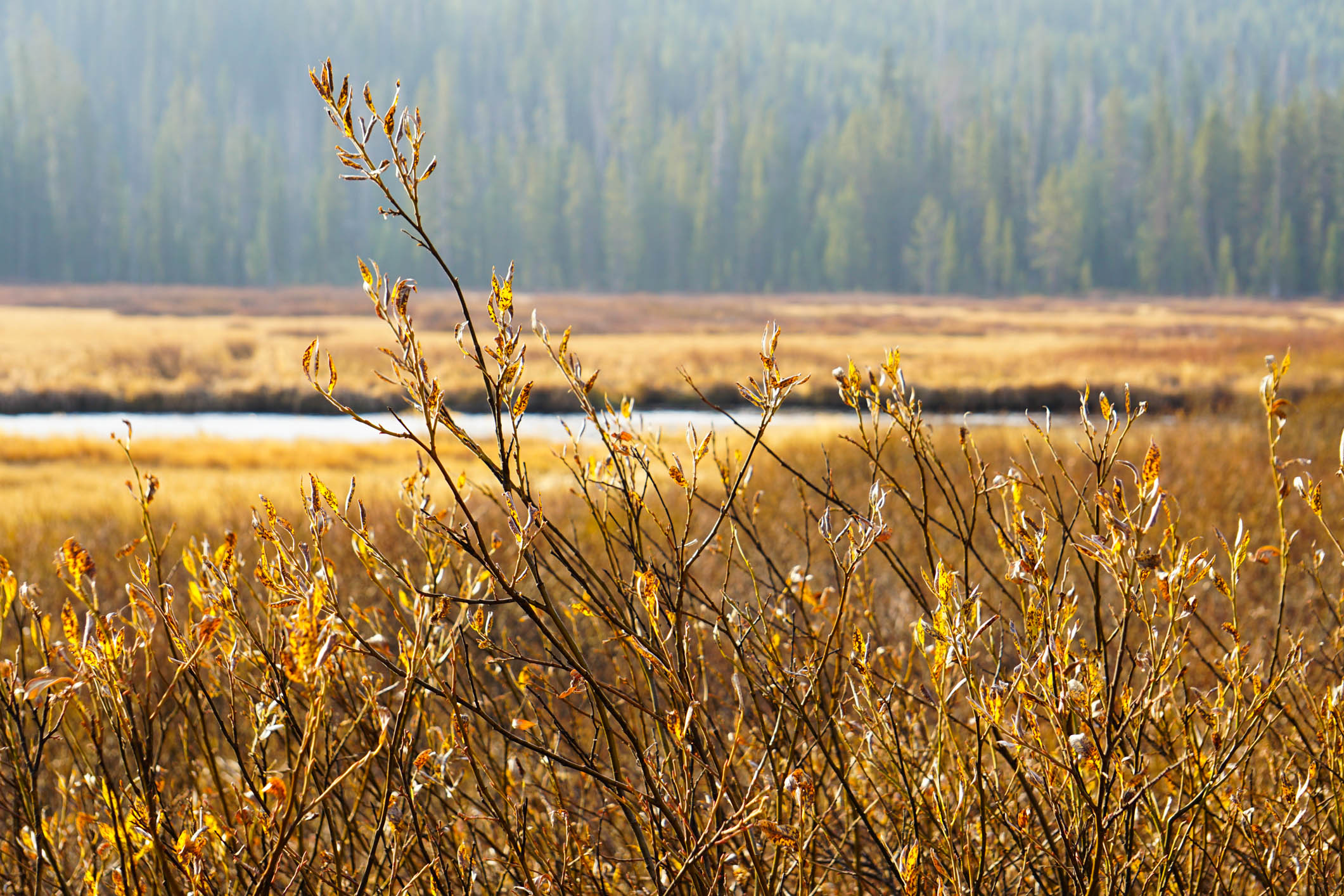 How to Have an Unforgettable Yellowstone Visit