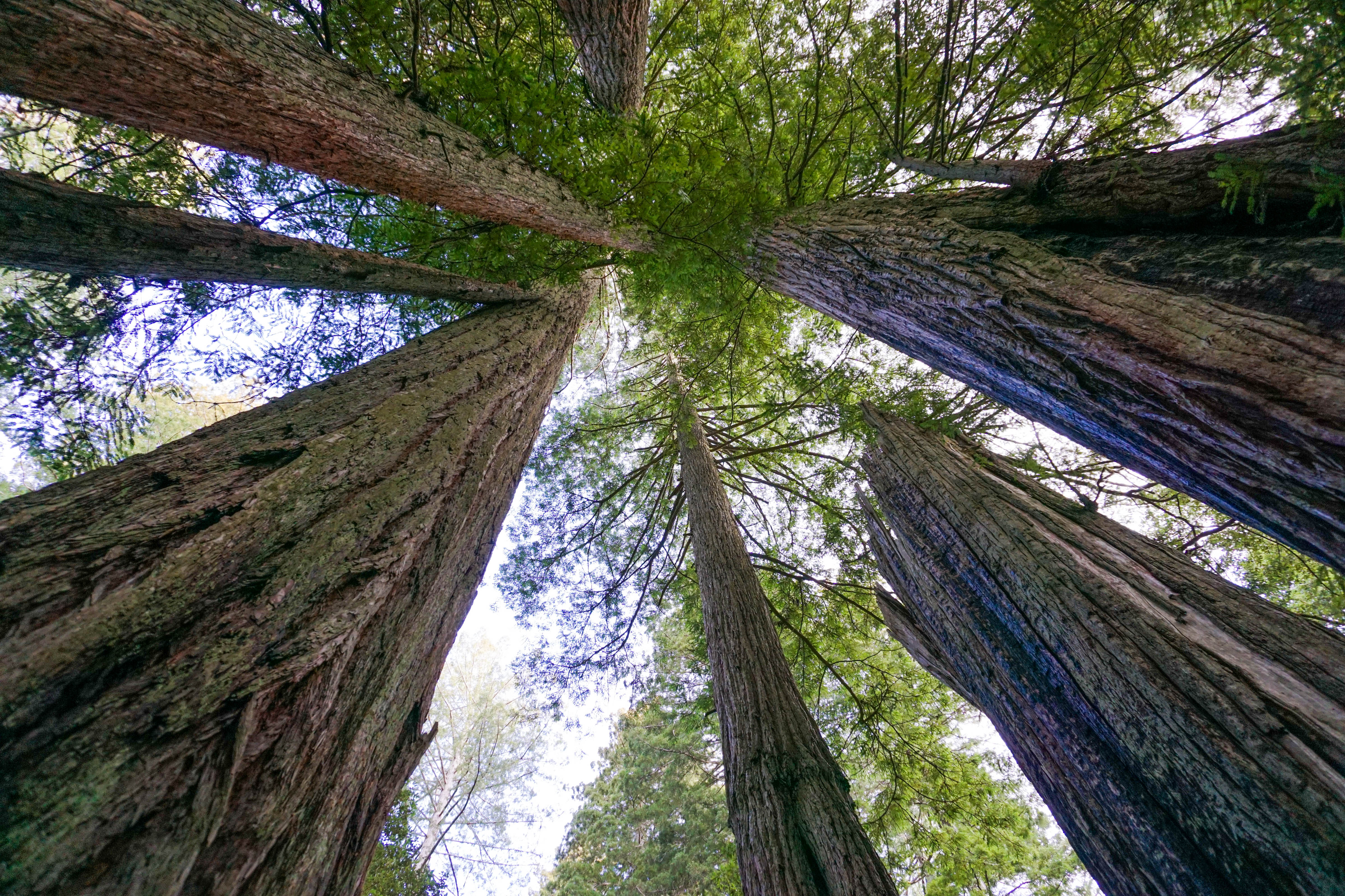 Redwood National Park: 5 Tips for a Majestic Adventure